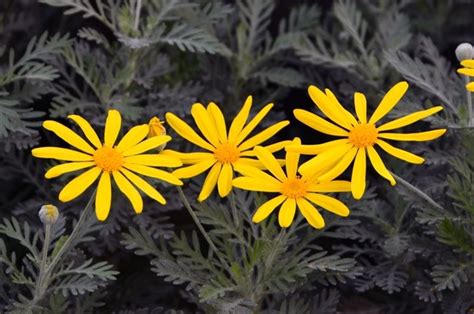 I fiori comuni sono conosciuti in tutto il mondo e hanno spesso finalità diverse. Fiori gialli nomi - Piante Perenni - Nomi dei fiori gialli