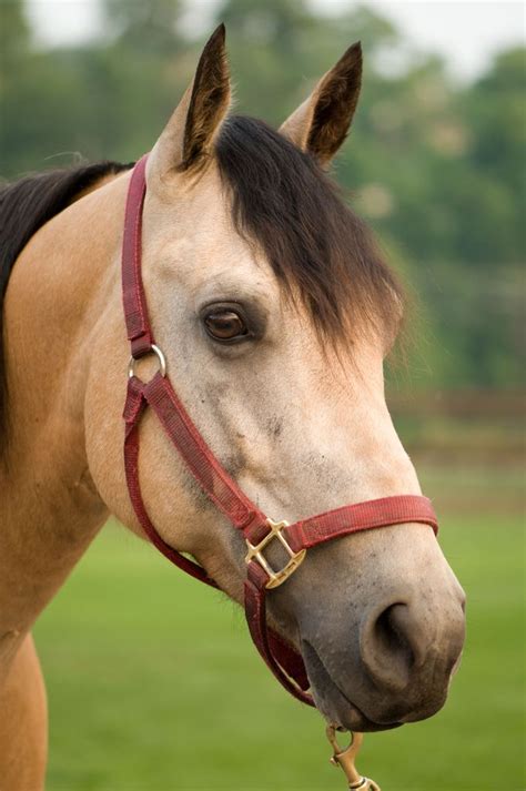 Many registered buckskin horses are also registered with other breed registries. Buckskin Horse | Horses, Beautiful horses, Horse love