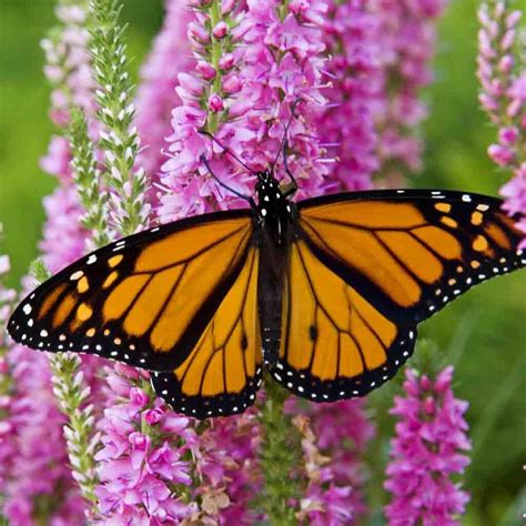 Monarch Butterfly Flower Mix Seeds Terroir Seeds