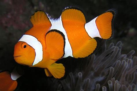 Clownfish Fish Breed Information And Pictures Petguide Petguide