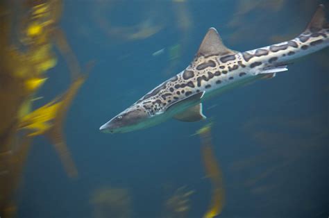 How To See The La Jolla Leopard Sharks La Jolla Mom
