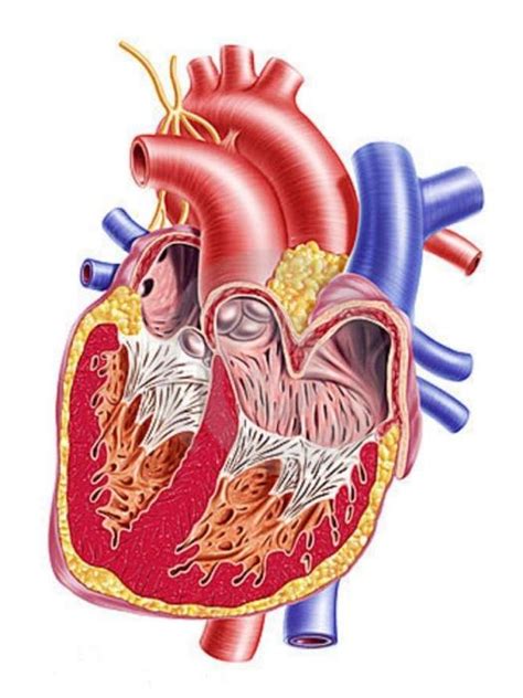 Struktura Lidského Srdce