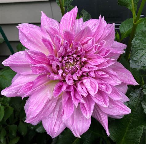 My Gorgeous Dahlia First Time Growing These Gardening