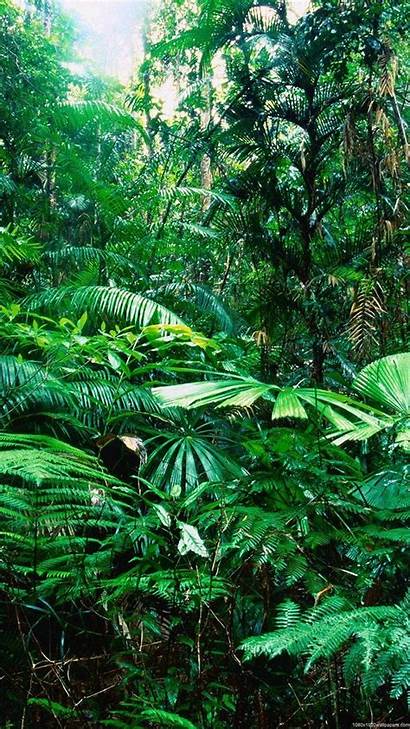 Tropical Rainforest Forest Rain Wallpapers Nature Jungle
