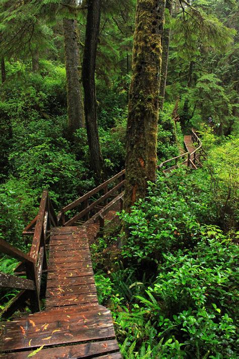 Rainforest Hiking Trail In Pacific Rim National Park Tofino Trails