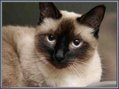 Heres What People Are Saying About Siamese Himalayan Cats