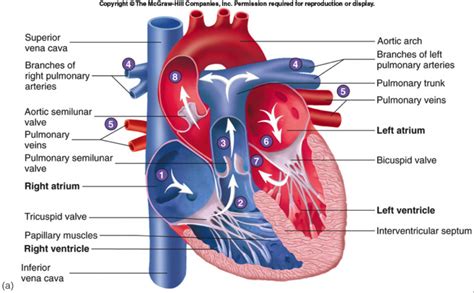 Human Heart Gross Structure And Anatomy