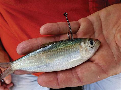 Best 5 Ways To Hook A Live Bait Salt Water Sportsman Mine Fish
