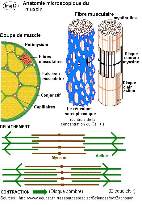 Structure Of Smooth Muscle Fibre