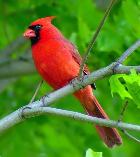 22 Best Red Bird Pretty Bird Images On Pinterest