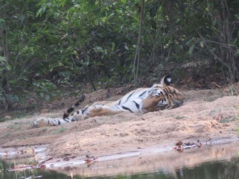 Tiger Bandhavgarh National Park India Asia Tours Uk Tours Tour