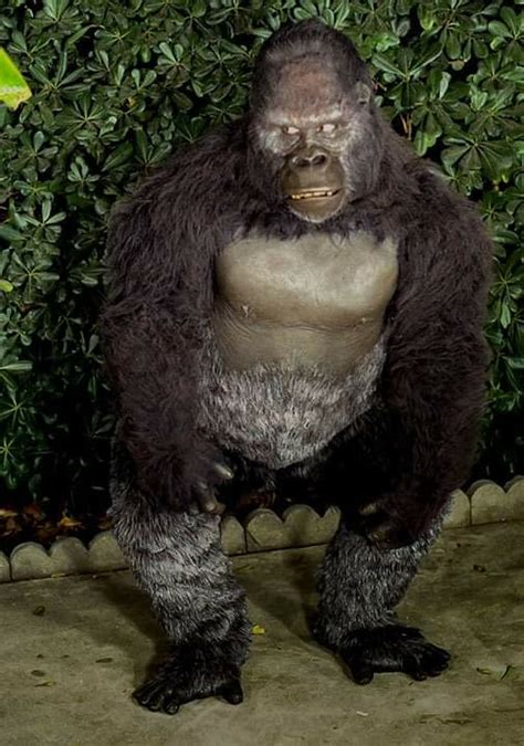 Hollywood Gorilla Men