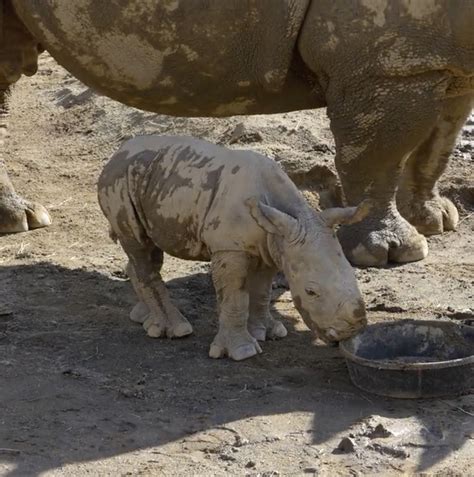 San Diego Zoo Welcomes Endangered Baby Southern White Rhino