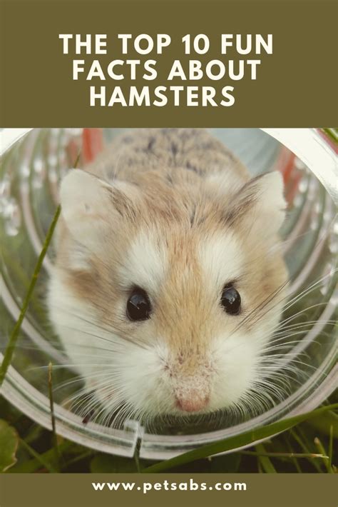 10 Mind Blowing Facts You Have To Know About Hamsters Hamsters As