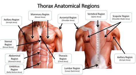The more detailed regional approach subdivides the cavity with one horizontal line immediately inferior to the ribs and one immediately superior to the pelvis, and two vertical lines. Anatomical Regions - SCIENTIST CINDY
