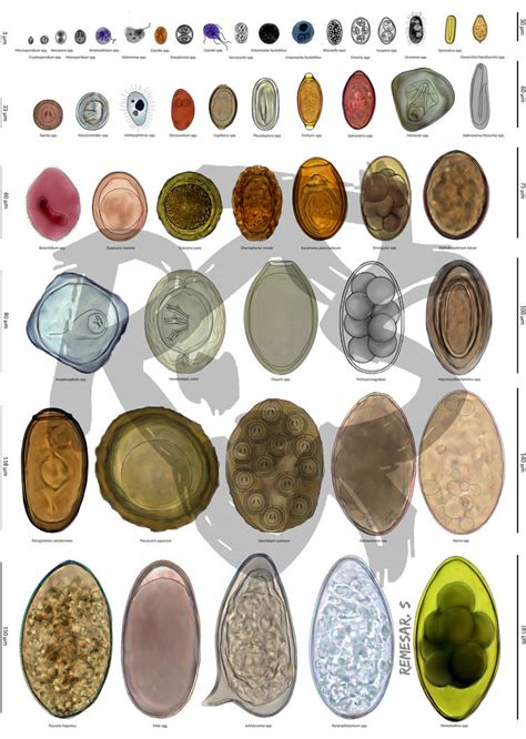 Parasite Eggs Identification Chart By Remesarillustration On Deviantart
