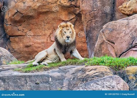 Male Lion Resting On Rocks Stock Image Image Of Wildlife 139120793