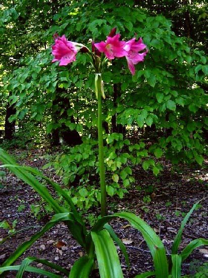 Crinum Hybrids Red Pacific Bulb Society