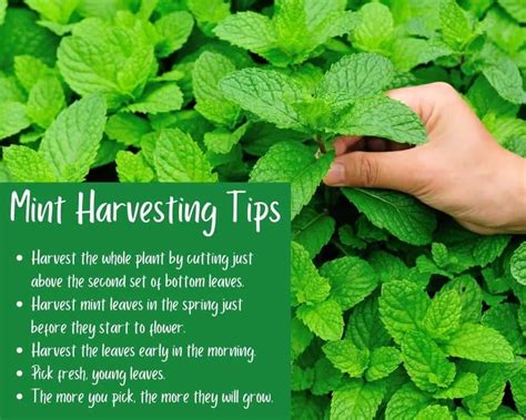 How To Grow Harvest And Prune Mint The Complete Guide Outdoor Happens