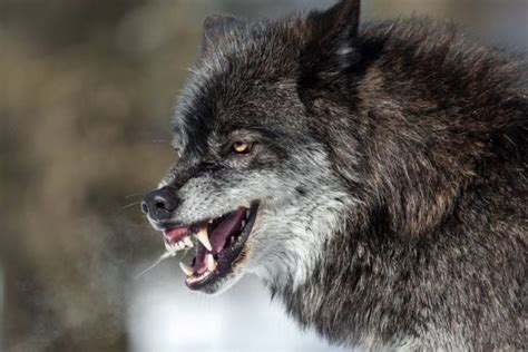 What Is A Dire Wolf Dire Wolf Facts The Habitat