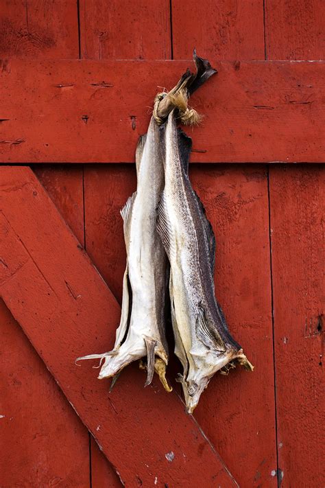 Lofoten Red Door White Stockfish Vincos Images