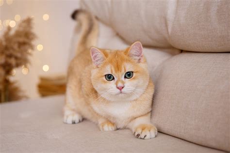 The Color Of The British Golden Chinchilla Britishshorthair