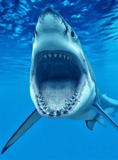 Nope Shark Week Top 10 Deadliest Animals Beautiful Creatures