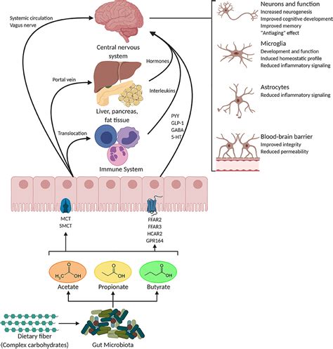 Frontiers The Role Of Short Chain Fatty Acids From Gut Microbiota In