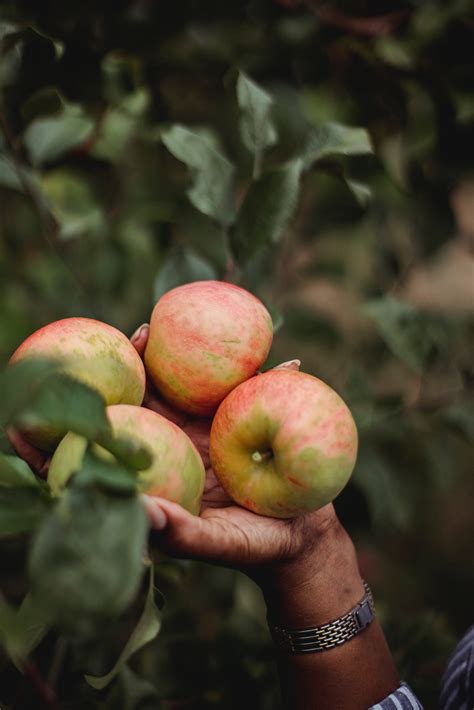 Pink Lady Apple Seedlings Oxfarm