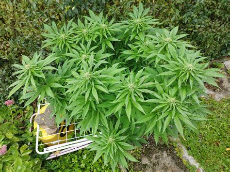 Mimosa X Orange Punch Barneys Farm Cannabis Strain Info