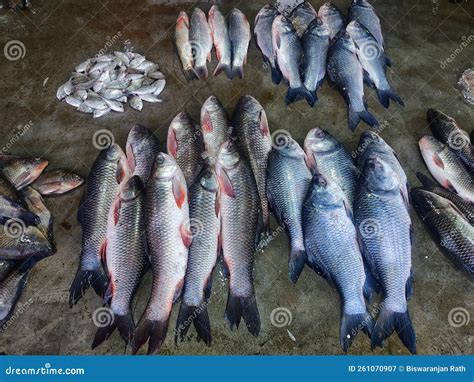 Huge Catch Of Rohu Carp Fish In Indian Fish Market For Sale Hd Stock