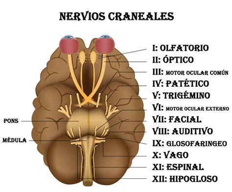 Biologia Do Sistema Nervioso Ii