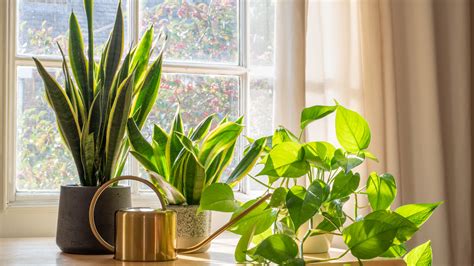 15 Plants Perfect For A West Facing Window