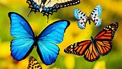 Perché le farfalle hanno le ali colorate?