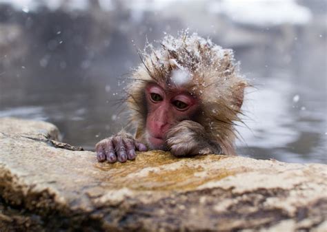 Jigokudani Park In Japan Has A Thermal Spa For Snow Monkeys
