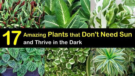 17 Amazing Plants That Dont Need Sun And Thrive In The Dark