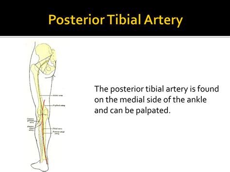 Ppt Anatomy Of The Foot Powerpoint Presentation Free Download Id