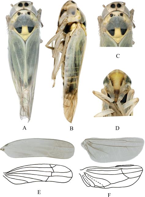 Scielo Brasil A New Leafhopper Genus Of Erythroneurini Hemiptera Cicadellidae