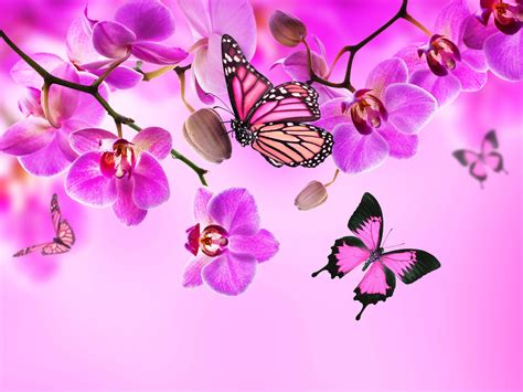Download 61 Wallpaper Pink Butterfly Foto Terbaru Postsid