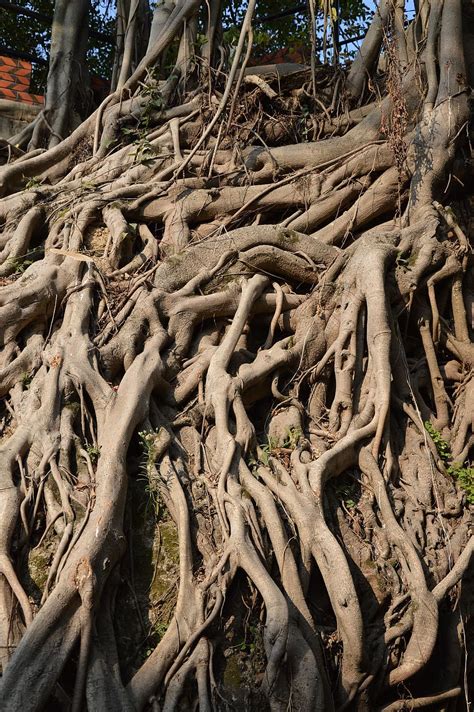 Roots Trees Banyan Ficus Woods Woody Wooden Growth Growing