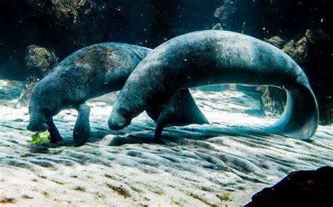 10 Manatee Facts You Didnt Know Sea Cow Manatee Photography Ocean