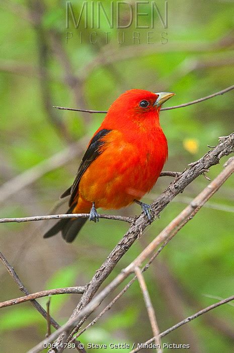 Scarlet Tanager Stock Photo Minden Pictures