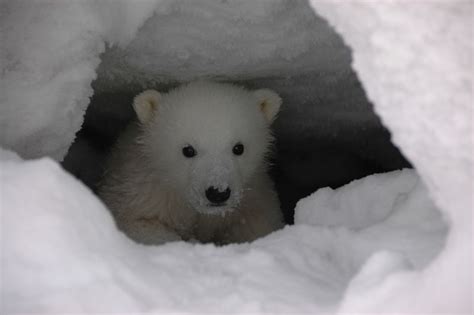 Polar Bear Cubs Facts Interesting Facts About Baby Polar