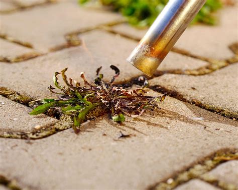 7 Easy Ways To Remove Weeds From Patios And Pavers Gardeningetc