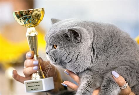 12 Facts About The British Shorthair Poc Our Relationship With Cats