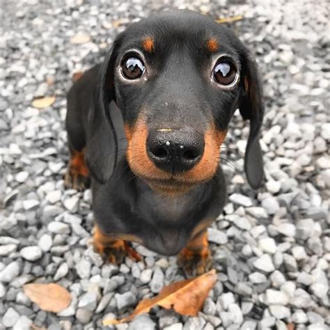 Ive Spent 20 Minutes Scrolling Through Loulou The Mini Dachshunds