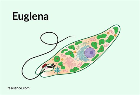 Euglena Under A Microscope Anatomy Reproduction And Facts Rs Science