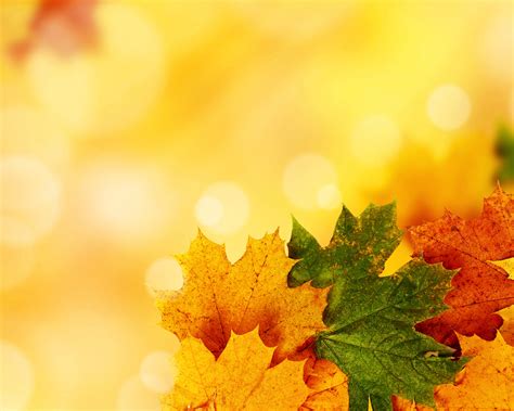 Yellow Autumn Background For Powerpoint Nature Ppt Templates