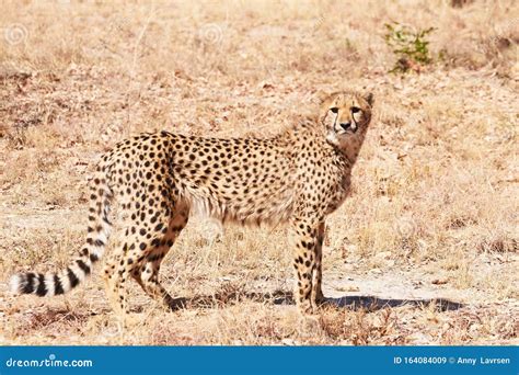 Young Cheetah Standing In Dry Grass Stock Image Image Of Wilderness