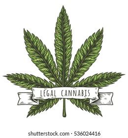 Cannabis Leaf Hand Drawn Isolated Vector Stock Vector Royalty Free